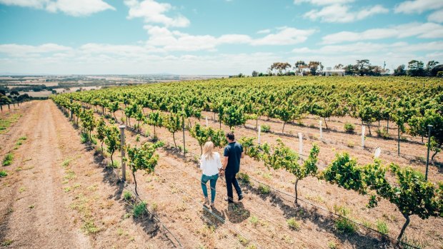 Strolling through the vineyards at Barwon Ridge, Moorabool Valley.