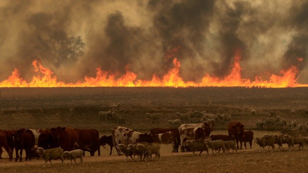 Fires are ravaging NSW.