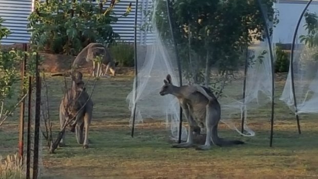 Graeme Fleming says damage to fences and vehicles caused by the kangaroos has run up a bill in excess of $11,000.