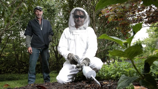 Professional gardener Mike Bayly watches as pest technician Jim Bariesheff treats the ground in a Canberra garden.