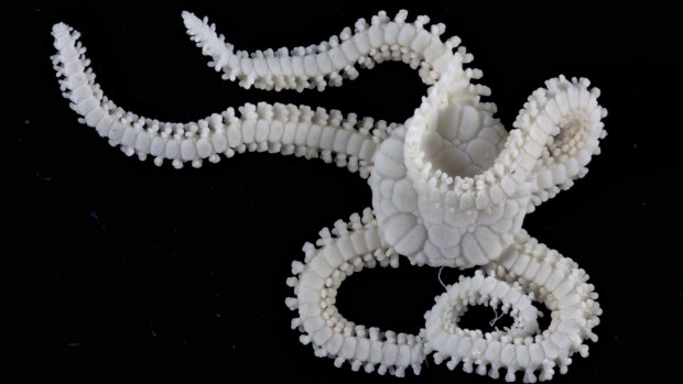 The tiny brittle star: one of the wonders of the deep.