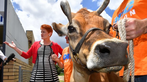 Pauline Hanson is joined for a photo op by Nola the cow while visiting Ipswich.