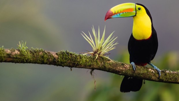 In Piedras Blancas National Park, we get to see more of the country's famed birdlife, including toucans.