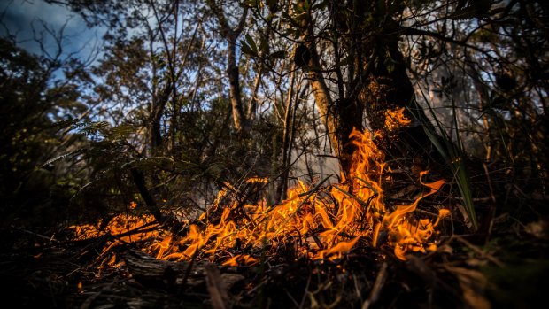 Falling moisture levels point to the prospect of an early and active fire season for many forests in NSW.