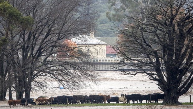 The Tasmanian government will investigate whether a state-owned energy company added to this week's devastating floods.