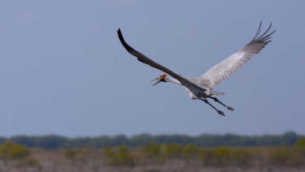 The wind farm's layout was designed to accommodate brolga breeding and flocking habits.