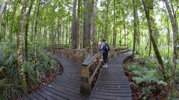 Boardwalk circling the Four Sisters - a stand of four kauri trees.