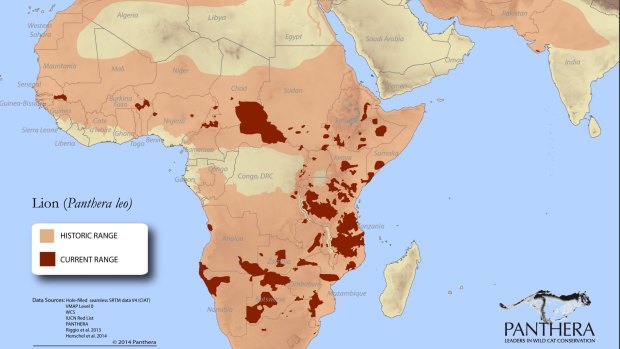 The decline of lions in Africa.