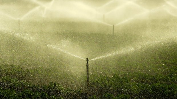 Crops being watered in South Werribee.