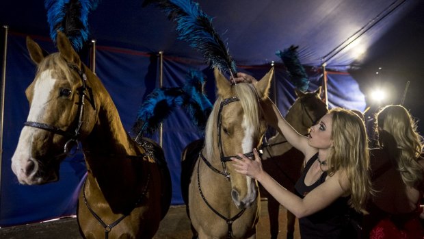 Kelly Maynard with palomino horses.