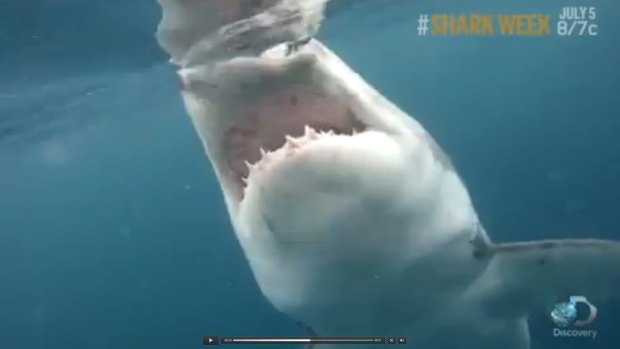 Jaw-dropping: A close-up of the great white shark.