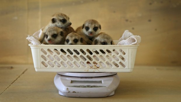 The five meerkats, born on August 2, have had their weigh-in and heath check.