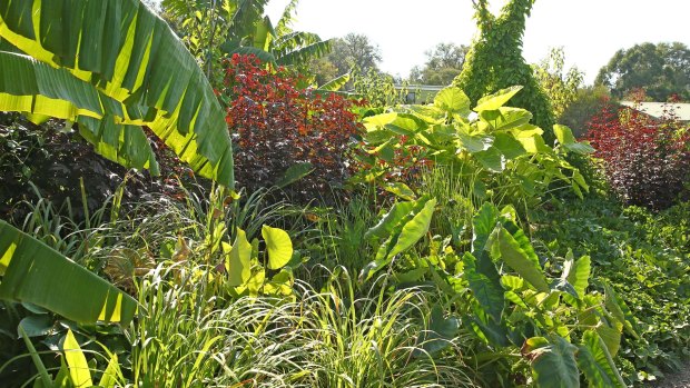The edible beds are a tropical vegetaion wonderland.