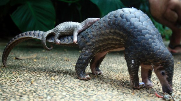 A pangolin carries its baby at a zoo in Bali, Indonesia.