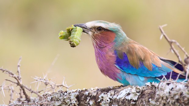A lilac-breasted roller perches with a captured caterpillar in its beak.