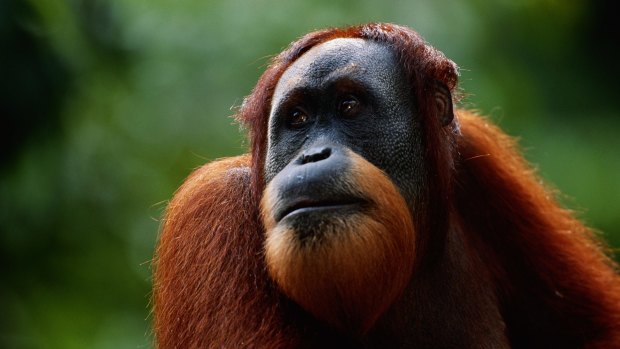 An orang-utan (Pongo pygmaeus) close up in the Gunung Leuser National Park, Indonesia.