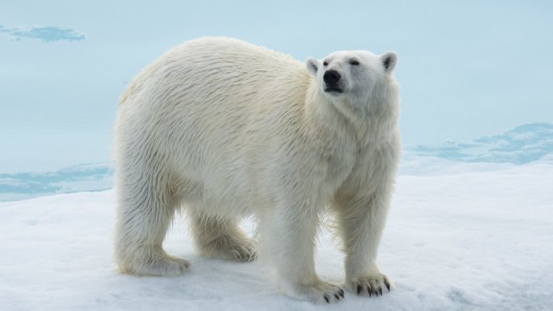 Expect polar bear encounters on the icepack of Svalbard with Aurora Expeditions.
