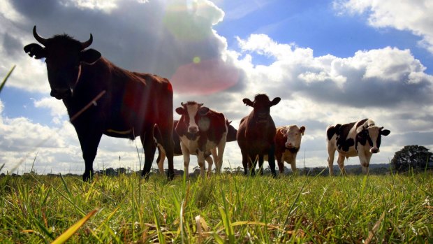 Lining up: Australia's red meat exports to China could soon exceed $1 billion per annum as a result of Friday's agreement, the NFF says. 