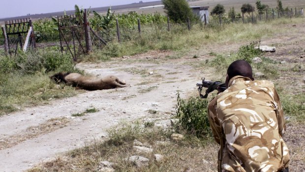 "We lost one of our best lions": Mohawk was shot dead by a ranger in Kenya.
