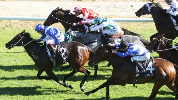 Sport course specialist: Felines wins the Gold Rush at Hawkesbury. She will look for her 10th victory at Randwick on Saturday.