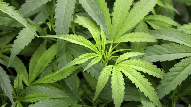 Premier Annastacia Palaszczuk has announced medicinal cannabis trials will be conducted in Queensland. 