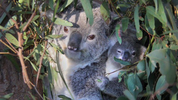 Koalas in south-east Queensland are suffering because of urban development.