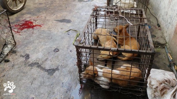 Dogs waiting for slaughter at Langowan Market