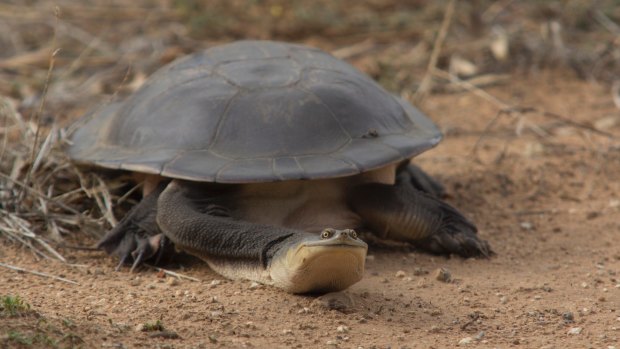 Vehicles are also a danger to the the Murray River turtle.