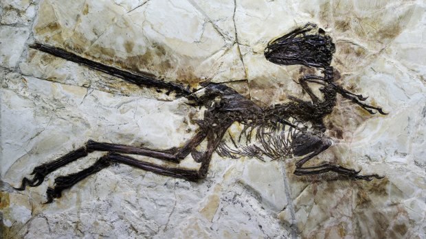 The remarkably bird-like creature, named Zhenyuanlong suni, lived 125 million years ago.