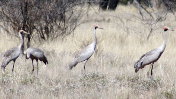 Brolgas outside Mount Morris homestead.