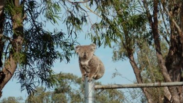Koala numbers in the Liverpool Plains area have dropped significantly.