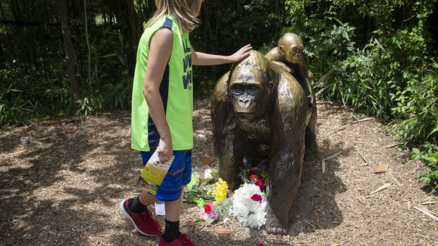 A child touches the head of a gorilla statue where flowers have been placed outside the Gorilla World exhibit at the Cincinnati Zoo.