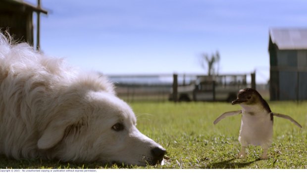 Kai the maremma plays Oddball in the movie of the same name.