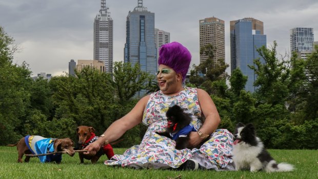 Frock Hudson is looking forward to Midsumma Carnival's dog show to show off daschunds Pablo (Joker) and Yves (Batman) and pomeranians, Hugo (black) and Bella.