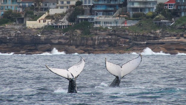 Humpback whales plunge into the waters off North Maroubra.
