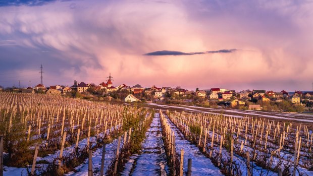 A vineyard in snow, Chisinau, Moldova.