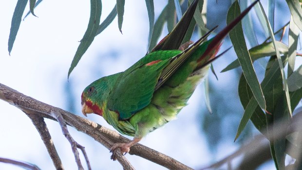 The Swift Parrot, a rare bird, can be sighted in and around Melbourne.