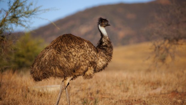 An emu in Flinders Ranges National Park.