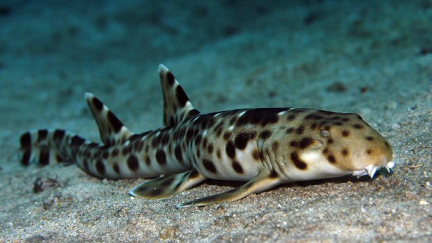 Researchers believe epaulette sharks have what it takes to survive global warming. 