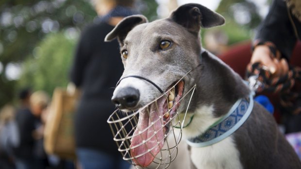 The Canberra Liberals would not ban greyhound racing in the ACT before holding an independent inquiry.