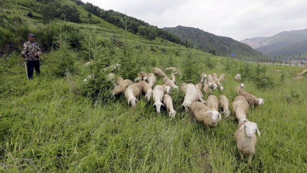 A local villager grazes his sheep near Dolomiti Mountain Resort in Chongli county of Zhangjiakou, China.