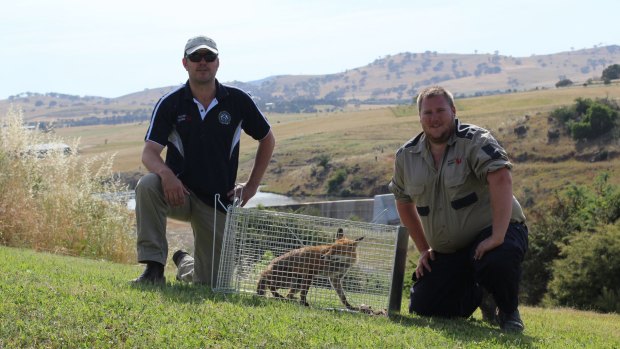 All Ferals Pest Management's Scott Corcoran with Allan Hill after capturing a fox on private property near Yass Gorge.