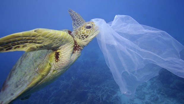 A sea turtle with a plastic bag on its nose in Cairns, Queensland. Eight million tonnes of plastic make their way into the ocean every year.