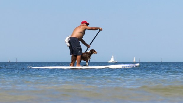 A paddle boarder and his dog  on Port Phillip Bay.