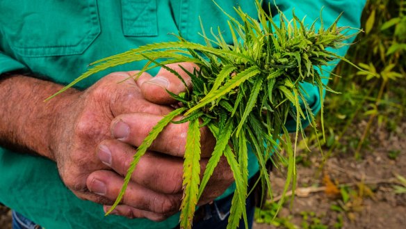 Farmer Tim Schmidt with a hemp seed head. 