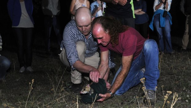 Professor Adrian Manning and Glen Freeman release the first eastern quoll into the ACT in at least 80-years.