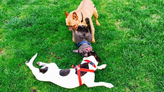 Off-leash dog beach rules are open to wide interpretation.