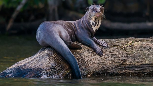 A giant otter.