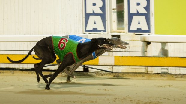 The date for the ACT's greyhound ban has been revealed. 