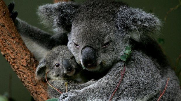 Koalas will be listed as endangered across Queensland.